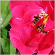 Abeille européenne